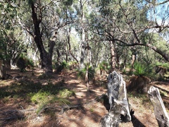 Xanthorrhoea preissii