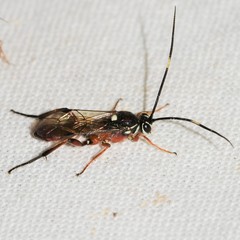 Platylabus ornatus