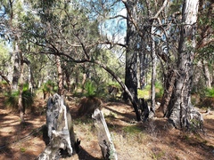 Xanthorrhoea preissii