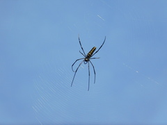 Nephila pilipes