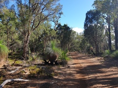 Corymbia calophylla