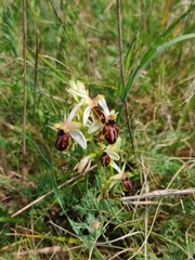 Ophrys exaltata