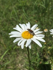 Trichiotinus piger