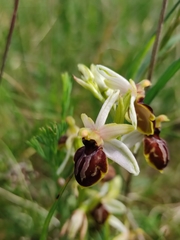 Ophrys exaltata