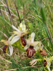 Ophrys exaltata