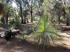 Xanthorrhoea preissii