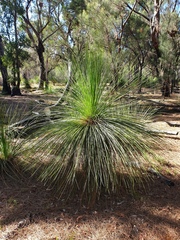 Xanthorrhoea preissii