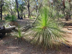 Xanthorrhoea preissii