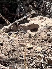 Sceloporus tristichus