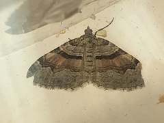 Xanthorhoe labradorensis