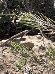 Sceloporus tristichus
