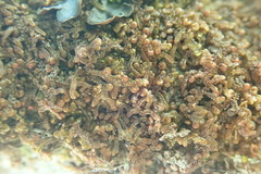 Frullania californica