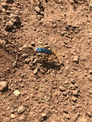 Leptodialepis bipartitus