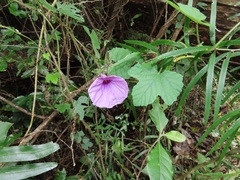 Ipomoea ficifolia
