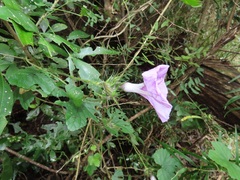 Ipomoea ficifolia