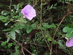 Ipomoea ficifolia