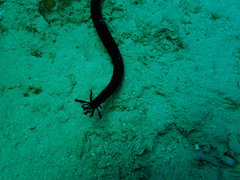 Synaptula