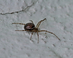 Steatoda castanea