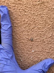 Oxyopes tridens