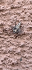 Oxyopes tridens