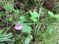 Ipomoea ficifolia