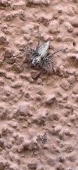 Oxyopes tridens