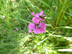 Microbotryum dianthorum