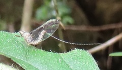 Cloeon smaeleni