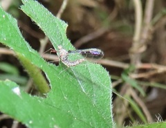 Cloeon smaeleni