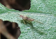 Cloeon smaeleni