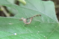 Cloeon smaeleni
