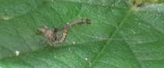Cloeon smaeleni