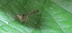 Cloeon smaeleni