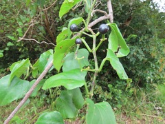 Cissus fragilis