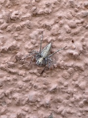Oxyopes tridens