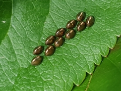 Coreus marginatus