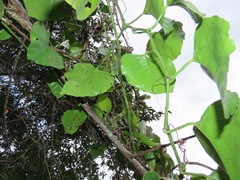 Cissus fragilis