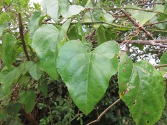 Cissus fragilis
