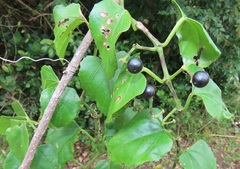 Cissus fragilis