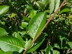 Coreus marginatus