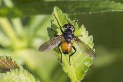 Hemyda obscuripennis