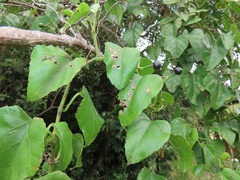 Cissus fragilis