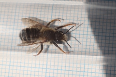 Megachile ericetorum