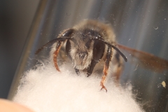 Megachile ericetorum