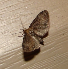 Lepidoptera