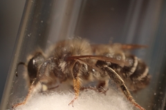 Megachile ericetorum