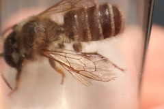 Megachile ericetorum
