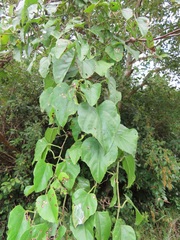 Cissus fragilis
