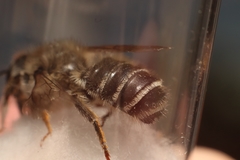 Megachile ericetorum