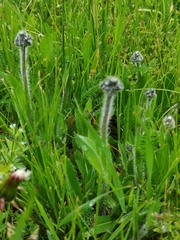 Pilosella caespitosa